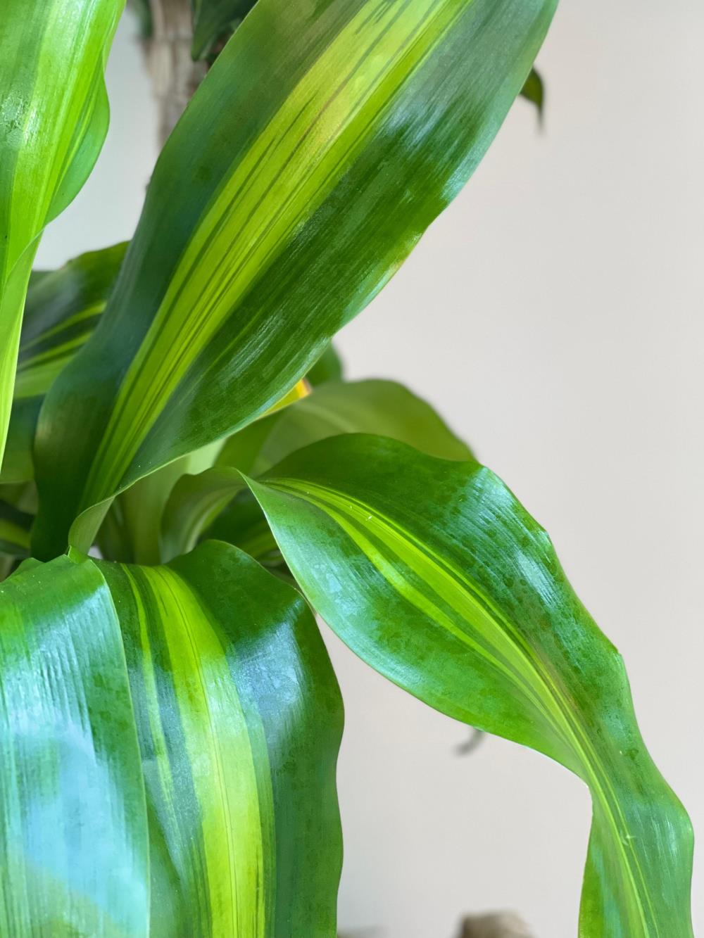 Dracena Massengena Yucca 